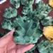 Specimen Healed 260g Natural Crystal Green Ghost Crystal Cluster As a Gift kaixun - Buy Online on SooperMarket.com