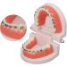 Buy Typodont & Demonstration Tooth Model | Educational Dental Training Tools for Labs - Buy Online on SooperMarket.com