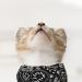 Buy Taozoey Dog Bandana Scarf - 3 PCs Triangle Neckerchief for Small & Medium Pets | Stylish Dog Accessories - Buy Online on SooperMarket.com