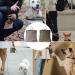 Deliciency Dog Elder Leader - Free-Handed Training with Automatic Closure | Small Forage Bags & Carabiners | 2 Pack Puppy Treats for Dogs - Buy Online on SooperMarket.com