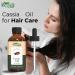 Organic Zing Cassia (Cinnamomum Cassia) Oil | Pure & Natural Essential Oil for Hair Care Massage Aroma & Diffuser - 30ml/1.01fl oz - Buy Online on SooperMarket.com