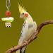 QBLEEV Stainless Steel Bird Food Holder - Parrot Fruit & Vegetable Stick Foraging Toy & Treat Skewer - Buy Online on SooperMarket.com