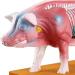 Pig Acupuncture and Moxibustion Model Pig Acupuncture and Moxibustion Point Pig Anatomical Model Physiological Tissue Structure Display - Buy Online on SooperMarket.com