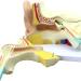 Human Ear Template Outdoor Ear Medium Ear Inner Ear Ear Structure Model Suitable - Buy Online on SooperMarket.com