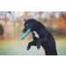 Chuckit! Zextight Medium Dog Frisbee - Double Pack (2 Pieces) | 21 cm | Soft Robust & Unsinkable Neoprene Toy for Dogs - Buy Online on SooperMarket.com
