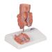 3B Scientific K27 Hemorrhoid Model 5.5-Inchx3.9-Inchx5.5-Inch - Buy Online on SooperMarket.com