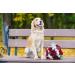 Comfortable Silk Dog Collar with Removable Fly for Small Dogs | Lionet Paws - 25-40cm White - Buy Online on SooperMarket.com