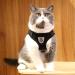 Buy Reflective Soft Padded Harness & Cat Dishes for Small Dogs & Puppies | Air-Mesh Leash Included | Fits Chest 29-33cm - Black - Buy Online on SooperMarket.com