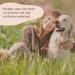 Amusi Neem l Tick Spray for Dogs 250ml | Natural Vegan Tick Protection Insect Spray - Paraben & Nickel Free - Buy Online on SooperMarket.com