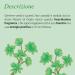 L'Erbolario Jade Plant - Notes Of Bergamot Jade Flower And Lemon - Floral Fragrance For Women - Reflects Radiance - Offers Charm And Positive Energy - Long Lasting Wear - 1.6 Oz EDP Spray - Buy Online on SooperMarket.com