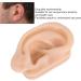 Silicone Ear Model for Acupuncture Practice | Realistic Fake Ear with Presentation Stand - International Shipping Available - Buy Online on SooperMarket.com