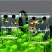 In-Tank Aquarium Breeder Box for Fish Tank | Acrylic Divider for Shrimp Clownfish | Small Fish Hatchery and Incubator - Ideal for Breeding, Isolating Aggressive or Injured Fish - Buy Online on SooperMarket.com