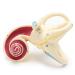 RONTEN Inner Ear Model - 8X Life-Size Medical Anatomy Model - Buy Online on SooperMarket.com