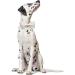 Lionet Paw's Wedding Dog Collar - Comfortable Silk White with Removable Fly for Small Dogs Neck 25-40cm Perfect for Special Occasions | International Shipping - Buy Online on SooperMarket.com