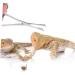 CORHAD Reptile Feeding Clip Reptile Tongs Feeding Reptile Tools Stainless Steel Silver - Buy Online on SooperMarket.com