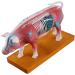 Pig Acupuncture and Moxibustion Model Pig Acupuncture and Moxibustion Point Pig Anatomical Model Physiological Tissue Structure Display - Buy Online on SooperMarket.com