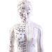 Model Anatomy Professional Medical Acupuncture 48Cm 19" - Buy Online on SooperMarket.com