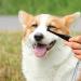 Professional Tear Stain Remover Powder & Applicator Brush for Dogs & Cats | Eye Care Comb for Pet Tear Stains - Buy Online on SooperMarket.com