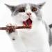 3PCS Natural Catnip Stick Cat Cleaning Teeth Molar Toothpaste Branch Cats Snacks Sticks Supplies Kitten Pet Biting Excitement Stick - Buy Online on SooperMarket.com