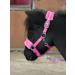 Equipride Horse Print Faux Lined Nylon Headcollars with Matching Lead Rope PINK (Mini Shetland) Pink Mini Shetland - Buy Online on SooperMarket.com