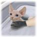 6 Pack Sphynx Cat Bath Gloves - Exfoliating Glove for Hairless Cats | Sphynx Shower Body Scrub - Buy Online on SooperMarket.com