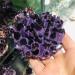 Amethyst Rough Stone Natural Amethyst Specimen Purple Quartz Stone Raw Home Decor (Size : 300-400g) HOMEZHOU - Buy Online on SooperMarket.com