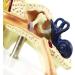 Ear Anatomical Model - Magnification 1.5X Inner Ear Ear System Structure Model Training Model for Medical Medical Practice - Buy Online on SooperMarket.com
