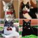 Formal Pets Bowtie Adjustable Pets Dog Cat Bow Tie Pet Necktie Collar Elegance False Kitten Necktie Collar Trendy Bowties for Wedding Birthday Christmas Costumes Neck Collar for Dogs and Cats (L) - Buy Online on SooperMarket.com