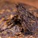 Pu-erh tea 2015 Lao Banzhang 500 year old tree 1000g Cooked - Buy Online on SooperMarket.com
