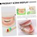 Shop Minkissy 3 Sets Early Education Tooth Toys for Toddlers - Montessori Standard Reusable Kids' Dental Learning Toys - Buy Online on SooperMarket.com