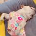 GZXYUAN Cat Professional Recovery Suit Surgical Recovery Shirt Cat Recovery Suit Pet Clothes for Cats and Dogs(M) - Buy Online on SooperMarket.com