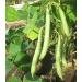 Organic Navy Beans 5LB Bulk - Non GMO, Raw & Vegan - 5 Pound Pack - Buy Online on SooperMarket.com
