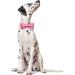 Lionet Paw's Comfortable Silk Pink Dog Collar with Removable Fly - Large Dogs (Neck 40-60cm) - 1 Pack - Buy Online on SooperMarket.com