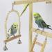 Holzsammlung Bird Playground Wooden Parrot Stand Bird Play Stand Parrot Perch Stand with Ladder Bird Play Gym Toy Cage Accessories for Small Middle Parakeets Cockatiels Finches Budgie Lovebirds #17 - Buy Online on SooperMarket.com