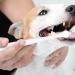 BELLIFFY 4pcs Pet Toothbrush Cat Care Toothbrush Manual Dog Toothbrush Toothpaste Plastic - Buy Online on SooperMarket.com