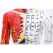 Model Anatomy Professional Medical Acupuncture Male 60 cm Super Clear Letters Media Skin Middle Muscle Model Acupoint - Buy Online on SooperMarket.com