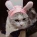 Bro'Bear Bunny Rabbit Hat with Ears for Cats & Small Dogs Party Costume Accessory Headwear (Pink Bunny  Small) - Buy Online on SooperMarket.com