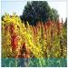 Portal Cool Semi cinesi Quinoa Semente Quinoa Grains Casa Giardino 200 pc - Buy Online on SooperMarket.com