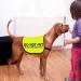 Do Not Pet No Hand Sniffs Dog Jacket Vest Nervous Anxious Dog Slogan Warning Vest (NO HAND SNIFFS Medium) NO HAND SNIFFS M EU - Buy Online on SooperMarket.com
