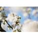 L'Occitane Cherry Blossom Shimmering Lotion 8.40 fl. oz - Hydrating Body Lotion with Shimmer - Buy Online on SooperMarket.com