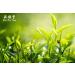 Yan Hou Tang Organic Green Oolong Tea Loose Leaf - 150g | Full Four Seasons Spring | High Mountain Raw Low Fermented | Fragrant Taste | Formosa Taiwan - Buy Online on SooperMarket.com