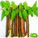 OMC Organic Neem Stick Datun Brush 10pcs - Natural Oral Care for Strong Teeth and No Germs - Buy Online on SooperMarket.com