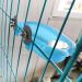 SHINYLYL Bird Bath Tub Bowl Hanging Toy for Parrot Budgie Cockatiel Cage (Blue) - Buy Online on SooperMarket.com