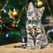 YUJUN 3Pack Christmas Cat Collars with Bow tie and Bell - Adjustable Plaid Snowflake Collar for Kittens - Breakaway Buckle Safety for Puppy - Buy Online on SooperMarket.com
