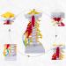 1:1 Life Size Cervical Vertebrae Vertebral Body Cervical Spine Nerve Model Human Anatomy Spinal Cord Cervical Vertebrae Skeleton - Buy Online on SooperMarket.com