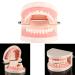 Standard-Tech 1-Part PVC Dental Apprenticeship Model - Ideal for Tooth Brushing Demonstration & Teaching - Buy Online on SooperMarket.com