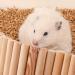 Rat Ladder Bridge Wooden Hamster Climbing Ladder and Swing Small Animal Bendable Fence Climbing Stair Toy Cage Accessories for Bird Parrot Hamsters Chipmunks - Buy Online on SooperMarket.com