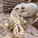 Runfar Natural Wooden Hamster Toy Kit - Exercise Bell Roller & Tooth Care Toys for Hamsters Chinchillas Rabbits & Guinea Pigs - Buy Online on SooperMarket.com