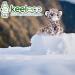 Deluxe Paws Plush Eco Toys - 100% Recycled Material (Snow Leopard) - Buy Online on SooperMarket.com