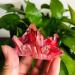 100g-200g Small Size Natural Red Aura Quartz Crystal Stone Geode Cluster 1pc Suitable for Home HOMEZHOU (Color : 1pc 145g-180g) - Buy Online on SooperMarket.com